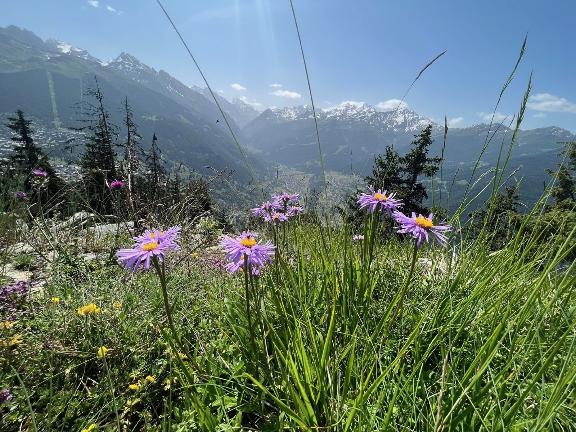 Alpine wildflowers in the foreground with mountain peaks rising behind